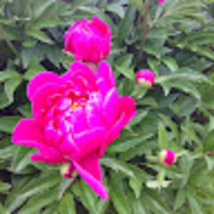 Meet your Posher, Sylvia